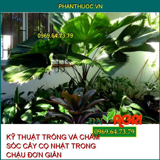 KỸ THUẬT TRỒNG VÀ CHĂM SÓC CÂY CỌ NHẬT TRONG CHẬU ĐƠN GIẢN