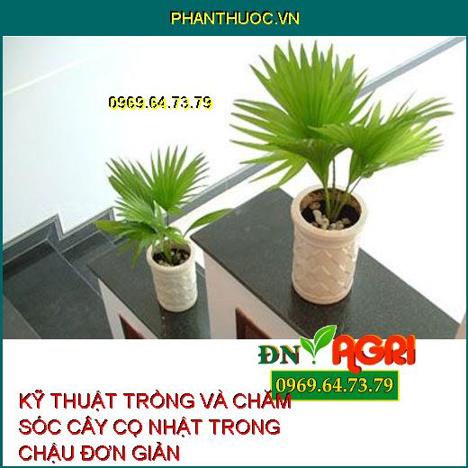 KỸ THUẬT TRỒNG VÀ CHĂM SÓC CÂY CỌ NHẬT TRONG CHẬU ĐƠN GIẢN