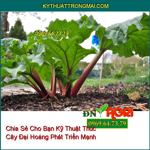 Chia Sẻ Cho Bạn Kỹ Thuật Thúc Cây Đại Hoàng Phát Triển Mạnh