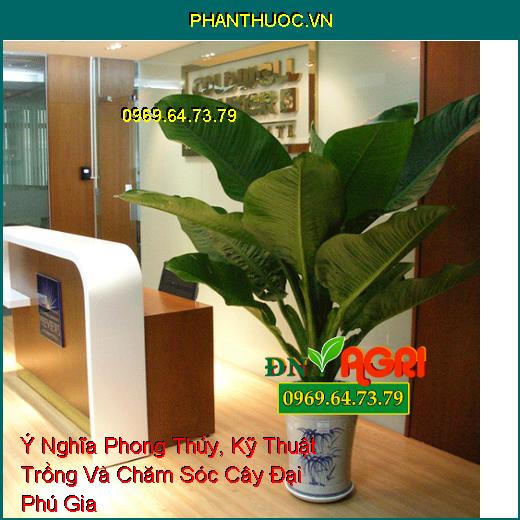 Ý Nghĩa Phong Thủy, Kỹ Thuật Trồng Và Chăm Sóc Cây Đại Phú Gia 