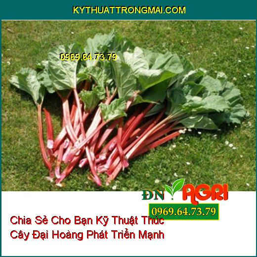 Chia Sẻ Cho Bạn Kỹ Thuật Thúc Cây Đại Hoàng Phát Triển Mạnh