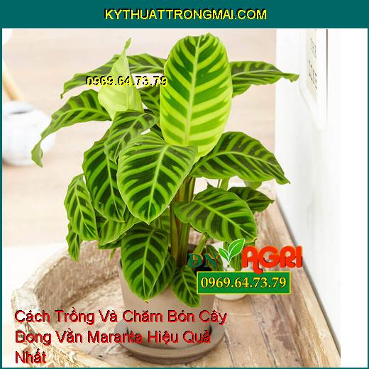 Cách Trồng Và Chăm Bón Cây Dong Vằn Maranta Hiệu Quả Nhất