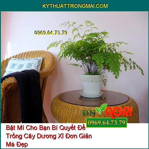 Hiện nay, việc trồng cây dương xỉ trong nhà đang trở thành một xu hướng hot do khả năng khử độc và giảm ô nhiễm nhanh chóng của loại cây này.