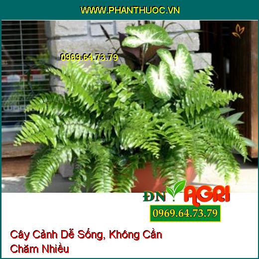 3 Loại Cây Cảnh Dễ Sống, Không Cần Chăm Nhiều