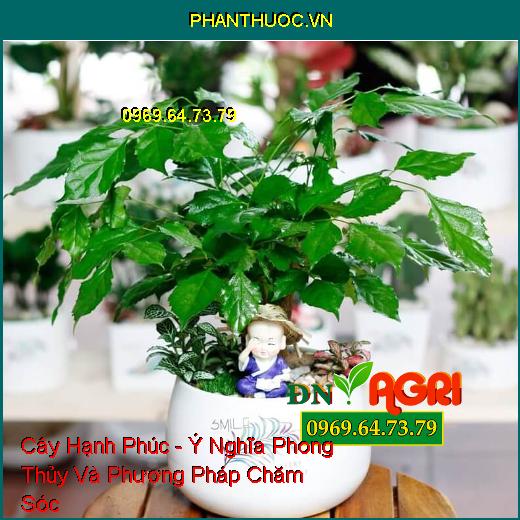 Cây Hạnh Phúc - Ý Nghĩa Phong Thủy Và Phương Pháp Chăm Sóc