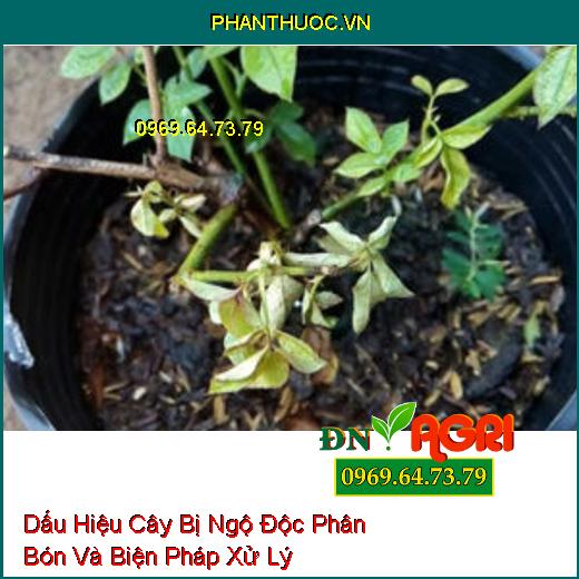 Dấu Hiệu Cây Bị Ngộ Độc Phân Bón Và Biện Pháp Xử Lý