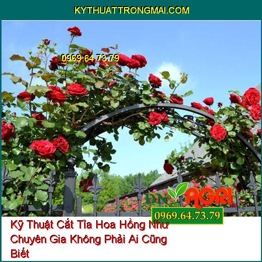 Kỹ Thuật Cắt Tỉa Hoa Hồng Như Chuyên Gia Không Phải Ai Cũng Biết