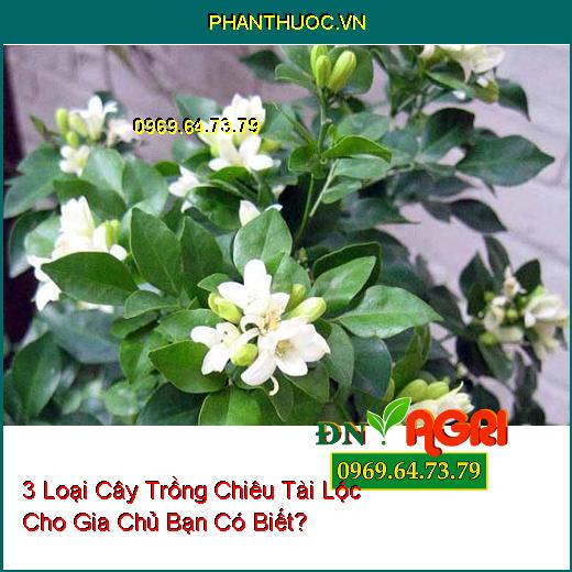 3 Loại Cây Trồng Chiêu Tài Lộc Cho Gia Chủ Bạn Có Biết?