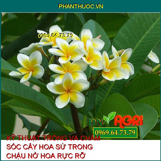 KỸ THUẬT TRỒNG VÀ CHĂM SÓC CÂY HOA SỨ TRONG CHẬU NỞ HOA RỰC RỠ