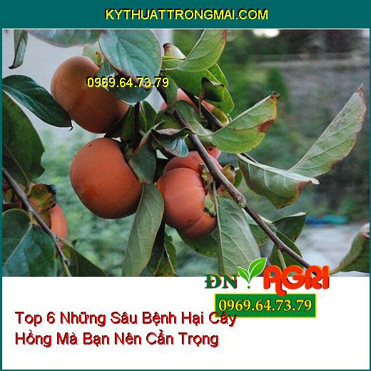 Top 6 Những Sâu Bệnh Hại Cây Hồng Mà Bạn Nên Cẩn Trọng