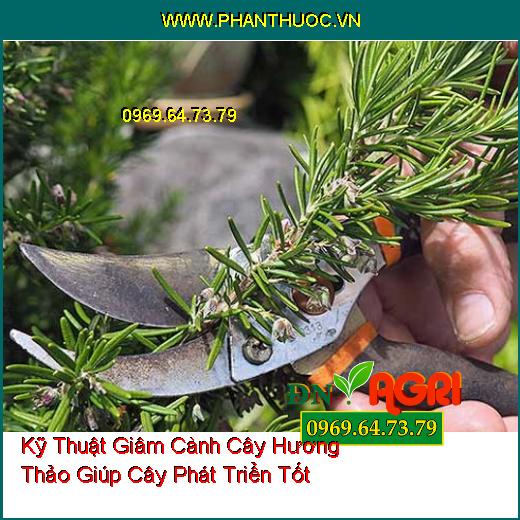 Kỹ Thuật Giâm Cành Cây Hương Thảo Giúp Cây Phát Triển Tốt