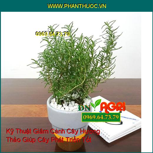 Kỹ Thuật Giâm Cành Cây Hương Thảo Giúp Cây Phát Triển Tốt