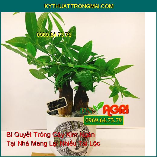 Bí Quyết Trồng Cây Kim Ngân (Pachira aquatica) Tại Nhà Mang Lại Nhiều Tài Lộc