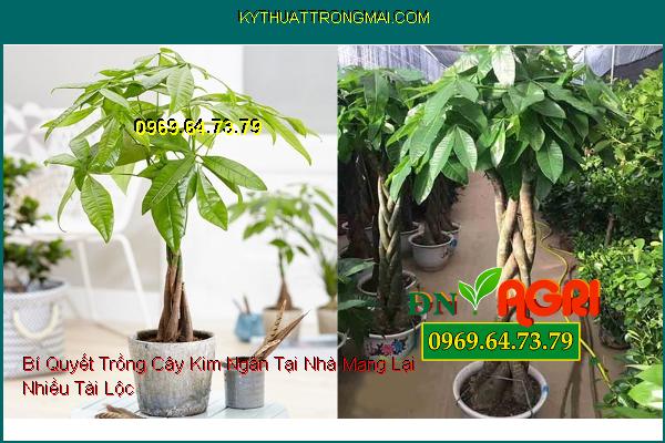 Bí Quyết Trồng Cây Kim Ngân (Pachira aquatica) Tại Nhà Mang Lại Nhiều Tài Lộc