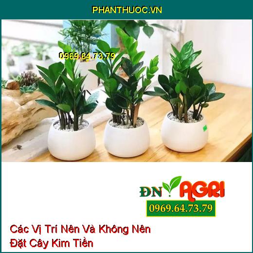 Các Vị Trí Nên Và Không Nên Đặt Cây Kim Tiền Để Tăng Cường Tài Lộc Và Thịnh Vượng