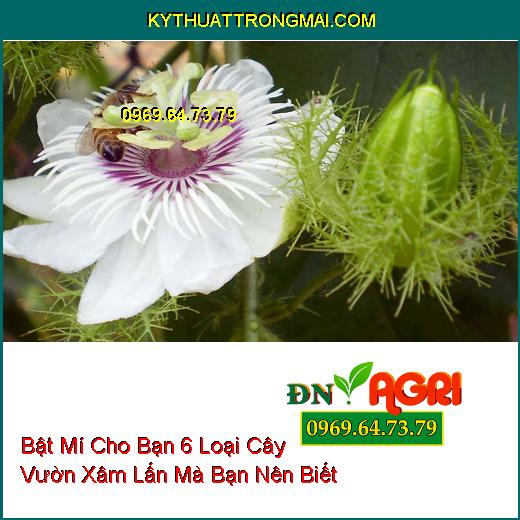 Bật Mí Cho Bạn 6 Loại Cây Vườn Xâm Lấn Mà Bạn Nên Biết