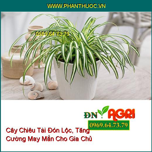 3 Loại Cây Dễ Bảo Dưỡng, Chiêu Tài Đón Lộc, Tăng Cường May Mắn Cho Gia Chủ