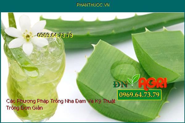 Các Phương Pháp Trồng Nha Đam Và Kỹ Thuật Trồng Đơn Giản