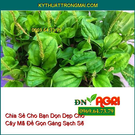 Chia Sẻ Cho Bạn Dọn Dẹp Cho Cây Mã Đề Gọn Gàng Sạch Sẽ 