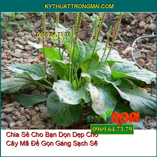 Chia Sẻ Cho Bạn Dọn Dẹp Cho Cây Mã Đề Gọn Gàng Sạch Sẽ 