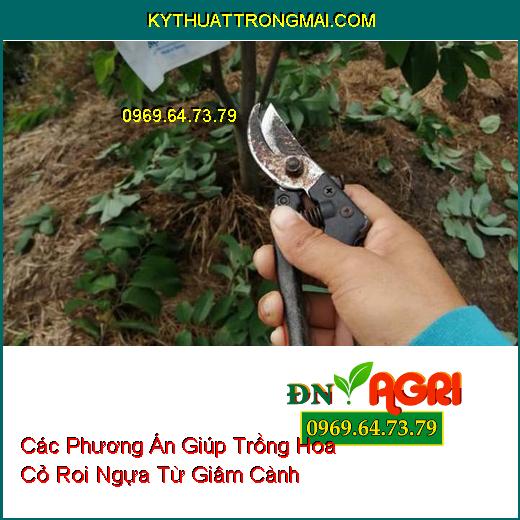 Các Phương Án Giúp Trồng Hoa Cỏ Roi Ngựa Từ Giâm Cành