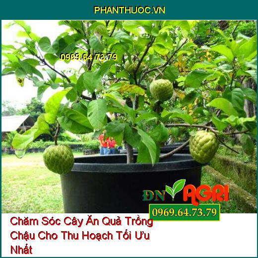 10 Thủ Thuật Chăm Sóc Cây Ăn Quả Trồng Chậu Cho Thu Hoạch Tối Ưu Nhất