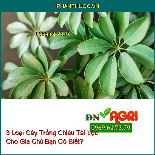 3 Loại Cây Trồng Chiêu Tài Lộc Cho Gia Chủ Bạn Có Biết?