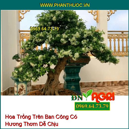 3 Loại Hoa Trồng Trên Ban Công Hương Thơm Dễ Chịu Nhất