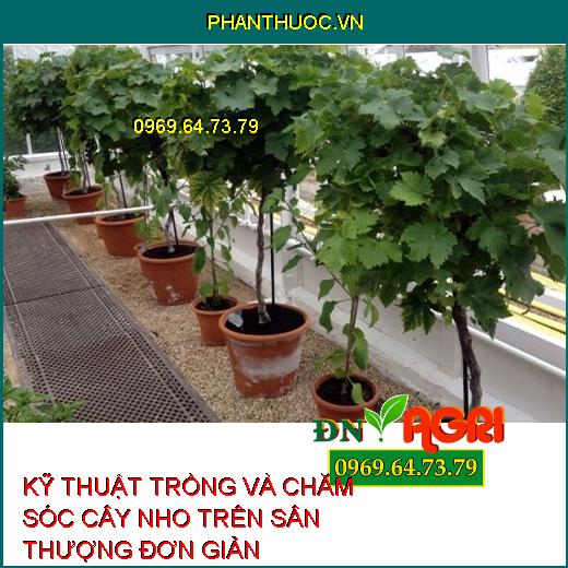 KỸ THUẬT TRỒNG VÀ CHĂM SÓC CÂY NHO TRÊN SÂN THƯỢNG ĐƠN GIẢN