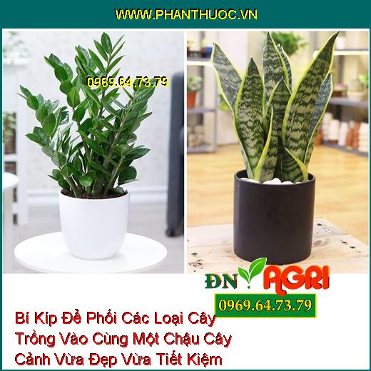 Bí Kíp Để Phối Các Loại Cây Trồng Vào Cùng Một Chậu Cây Cảnh Vừa Đẹp Vừa Tiết Kiệm Không Gian