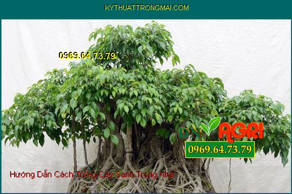 Hướng Dẫn Cách Trồng Cây Sanh Trong Nhà Tạo Nên Không Gian Sống Xanh Mát