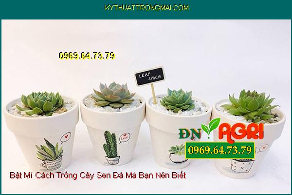 Bật Mí Cách Trồng Cây Sen Đá Mà Bạn Nên Biết