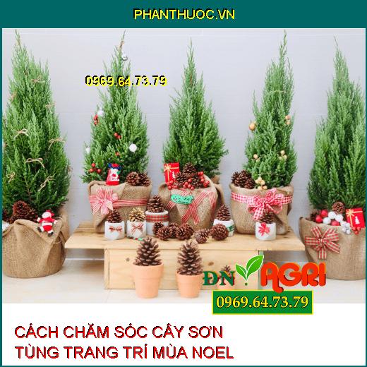 CÁCH CHĂM SÓC CÂY SƠN TÙNG TRANG TRÍ MÙA NOEL