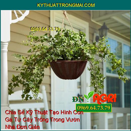 Chia Sẻ Kỹ Thuật Tạo Hình Con Gà Từ Cây Trồng Trong Vườn Nhà Đơn Giản