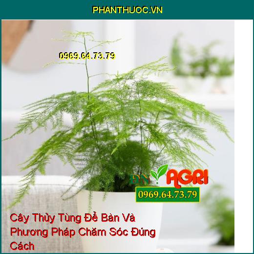 Cây Thủy Tùng Để Bàn Và Phương Pháp Chăm Sóc Đúng Cách