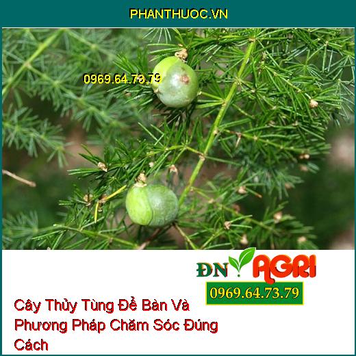 Cây Thủy Tùng Để Bàn Và Phương Pháp Chăm Sóc Đúng Cách