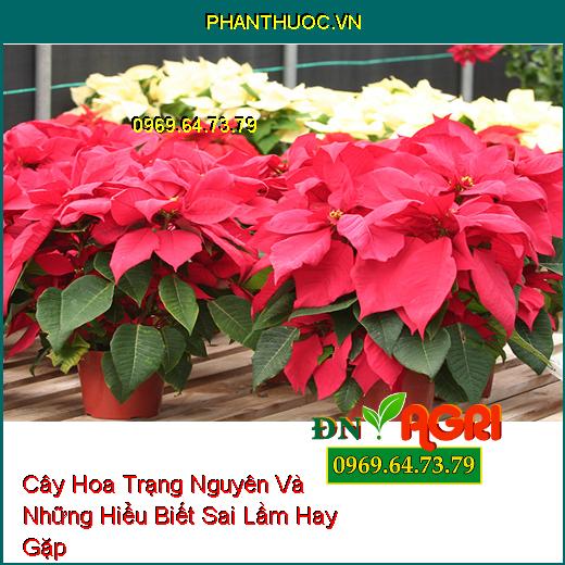 Cây Hoa Trạng Nguyên Và Những Hiểu Biết Sai Lầm Hay Gặp