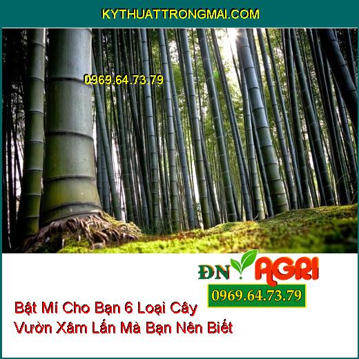 Bật Mí Cho Bạn 6 Loại Cây Vườn Xâm Lấn Mà Bạn Nên Biết