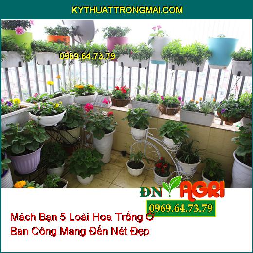 Mách Bạn 5 Loài Hoa Trồng Ở Ban Công Mang Đến Nét Đẹp Cho Vườn Nhà Bạn