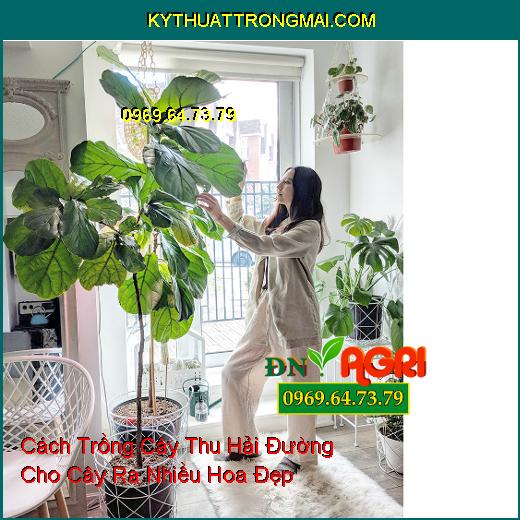 Cách Trồng Cây Thu Hải Đường Cho Cây Ra Nhiều Hoa Đẹp