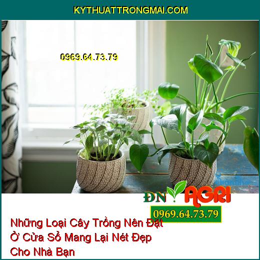 Những Loại Cây Trồng Nên Đặt Ở Cửa Sổ Mang Lại Nét Đẹp Cho Nhà Bạn