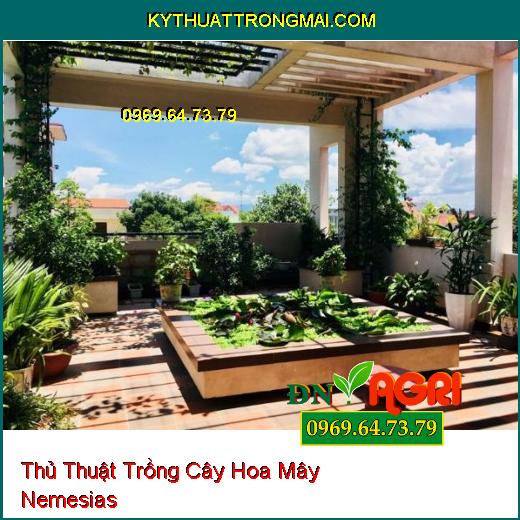 Thủ Thuật Trồng Cây Hoa Mây Nemesias