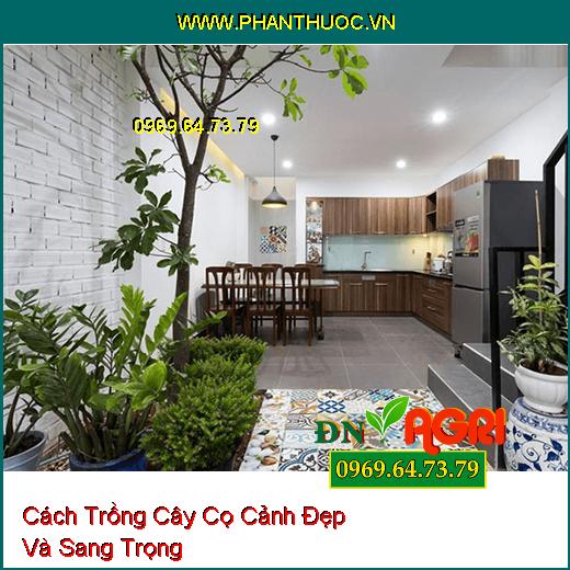 Cách Trồng Cây Cọ Cảnh Đẹp Và Sang Trọng