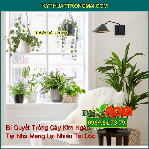 Bí Quyết Trồng Cây Kim Ngân (Pachira aquatica) Tại Nhà Mang Lại Nhiều Tài Lộc