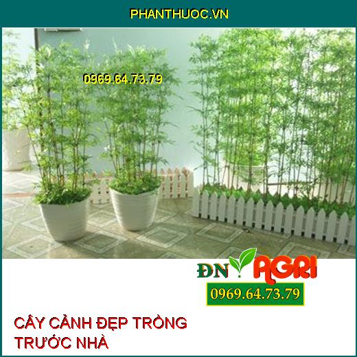 3 loại cây đẹp có thể trồng trước sân vườn cần “xin phép” hàng xóm trước khi có thể trồng