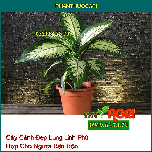 7 Loại Cây Cảnh Đẹp Lung Linh Phù Hợp Cho Người Bận Rộn Không Có Thời Gian Chăm Sóc