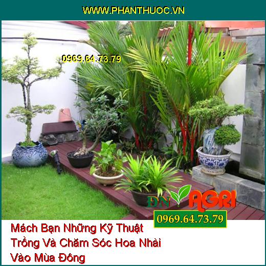 Mách Bạn Những Kỹ Thuật Trồng Và Chăm Sóc Hoa Nhài Vào Mùa Đông