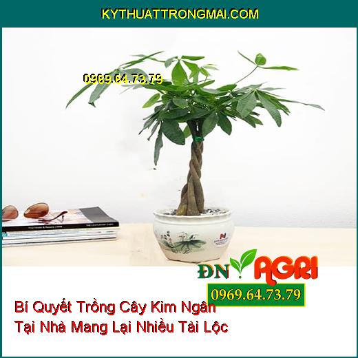 Bí Quyết Trồng Cây Kim Ngân (Pachira aquatica) Tại Nhà Mang Lại Nhiều Tài Lộc