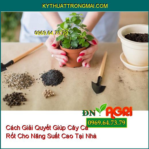 Cách Giải Quyết Giúp Cây Cà Rốt Cho Năng Suất Cao Tại Nhà