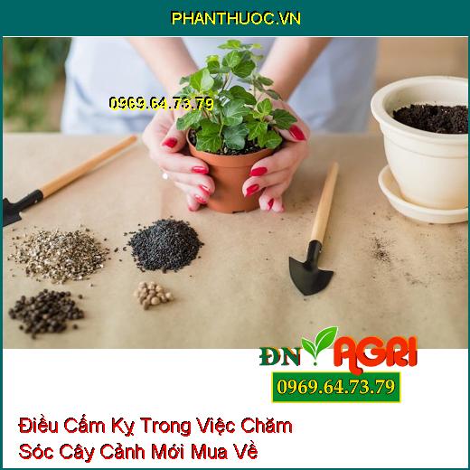 4 Điều Cấm Kỵ Trong Việc Chăm Sóc Cây Cảnh Mới Mua Về 